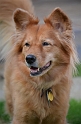 Kids-PuppyPortraits (13)